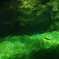 魚影