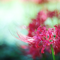 再会の花