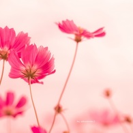 Love song