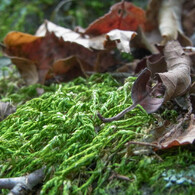 苔が毛糸のように見える