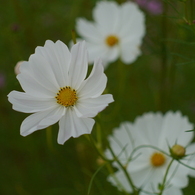 秋桜