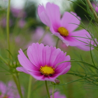 秋桜