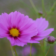 秋桜