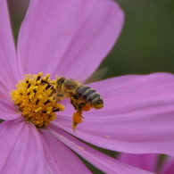 ミツバチさんとコスモス
