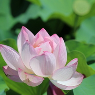 ハスの花2