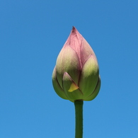 ハスの花1