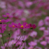 濃いピンク色コスモス