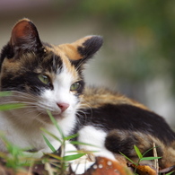 神社猫25