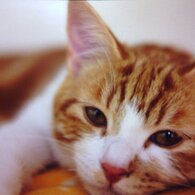 猫カフェ2