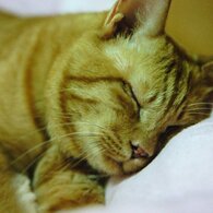 猫カフェ3
