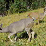 deers