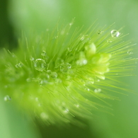 魅惑の森