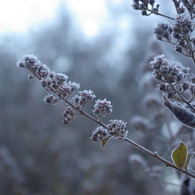 霜の花