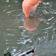 Flamingo ?