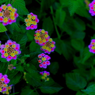 psychedelic