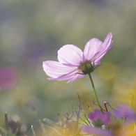 秋桜　　ー彩ー