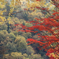 山に映える