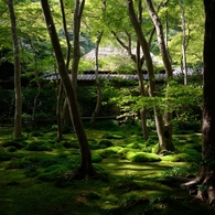 Moss Green