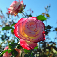 秋の空と薔薇
