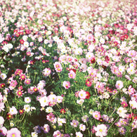 oneday