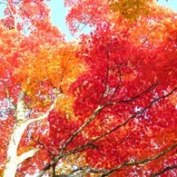 丸沼高原&紅葉2
