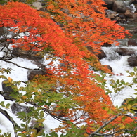 しぶき紅葉