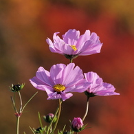 秋桜