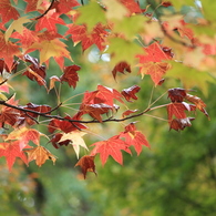 紅葉