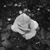 モノクロームの薔薇　３