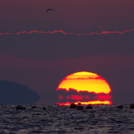 バーガー夕日