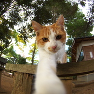 神社猫33