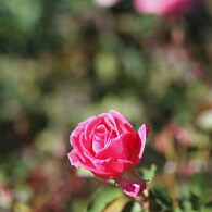 Autumn rose Ⅹ