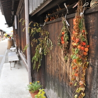 ほおずき