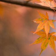 _YIN0052