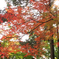 紅葉-15