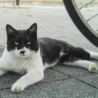 タキシード猫ちゃん