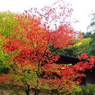 紅葉2