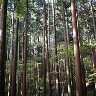 京都補完計画 其ノ弐