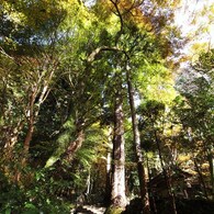 京都補完計画 其ノ肆