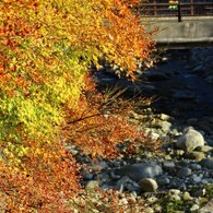 近所の紅葉