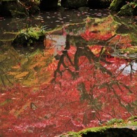 紅葉