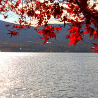 山中湖紅葉