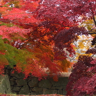 鶴山公園5