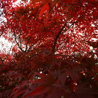 襲いかかる紅