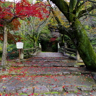 定光寺参道(2012.11.18)