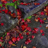 紅い落ち葉