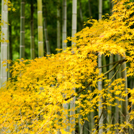 常寂光寺～紅葉竹～
