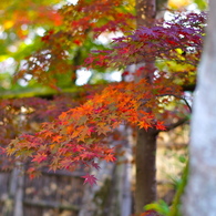 宝厳院の紅葉