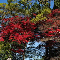 醍醐寺2012