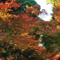 醍醐寺2012
